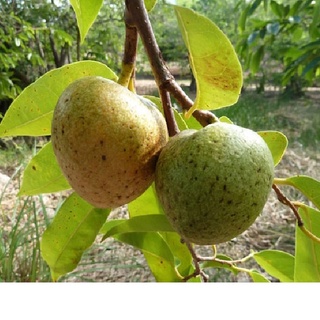 Hạt giống bình bát cây - bình bát vàng - 1 gói 10 hạt