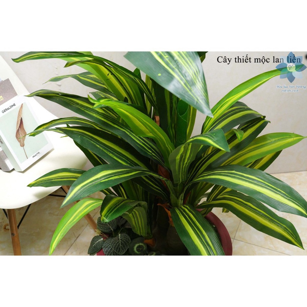 Cây Giả - Cây Thiết Mộc Lan Brazil Liền Cao 1,3m