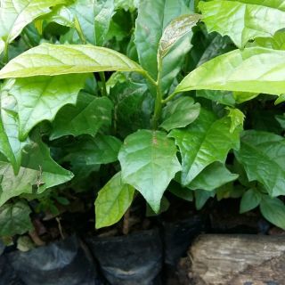 Cây xạ đen giống đóng bầu