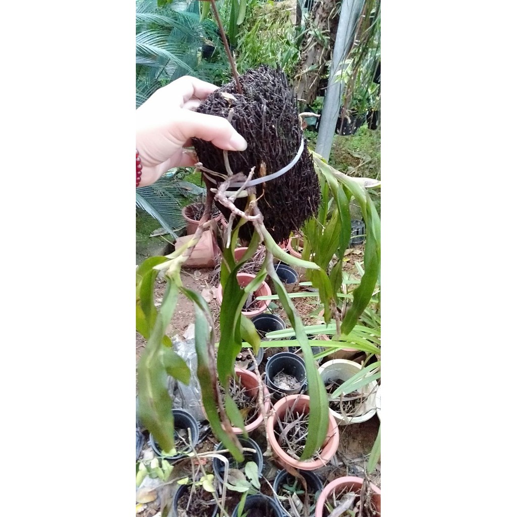 Hoa phong lan tam bảo sắc