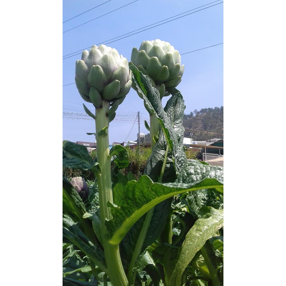 Trà atiso túi lọc 20 tép, 25 tép L'angfarm