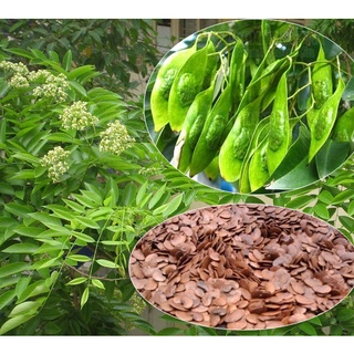 20 hạt giống cây sưa đỏ