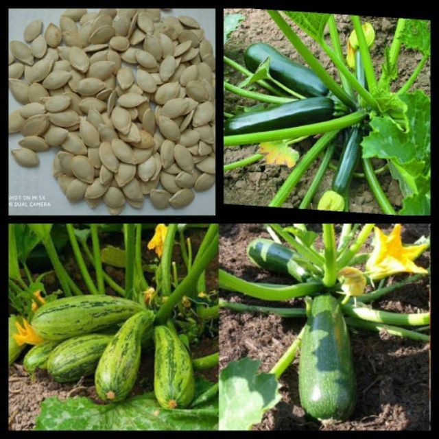 Hạt giống bí ngòi xanh (1gr) dễ trồng, quả to