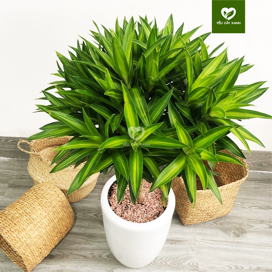 Cây Trúc Bách Hợp nội thất trang trí văn phòng, nhà ở