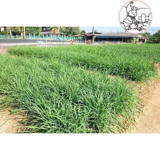 HẠT HẸ LÁ - GÓI 1 GRAM