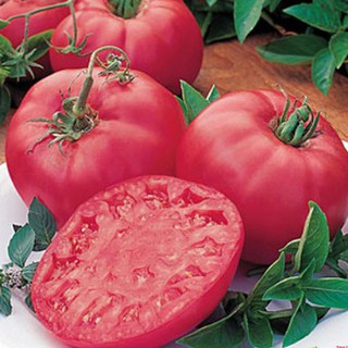 30 Hạt giống cà chua Hồng [CHẤT LƯỢNG]