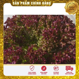 Hạt Giống Rau Xà Lách Xoăn Tím - 1gr
