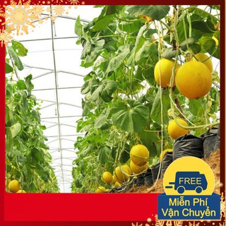Hạt Giống Dưa Kim Cô Nương F1