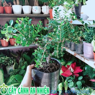 Cây linh sam núi