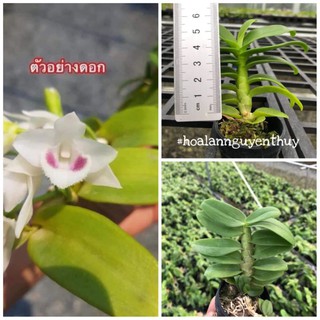 2 cốc Lan phi điệp giả hạc 5ct gieo hạt mập