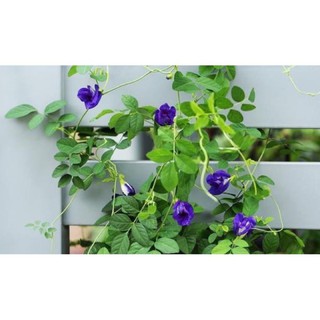 Hoa đậu biếc trà hoa đậu biếc 100g