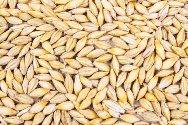 1kg hạt đại mạch (Barley Seed) dinh dưỡng cho Pet.