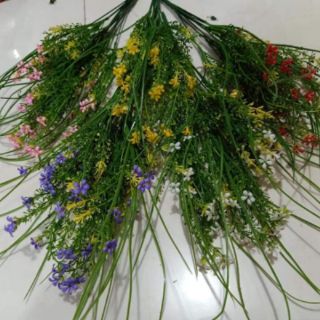 Cỏ điểm Hoa sam tai chuột