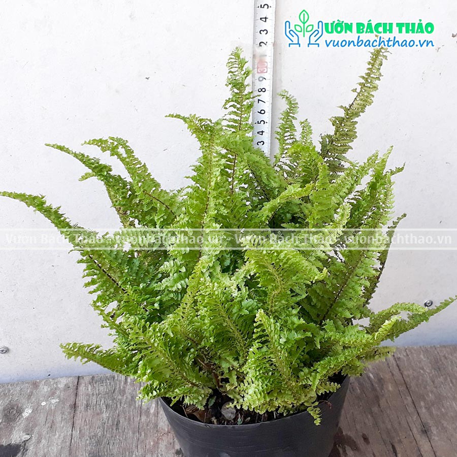 Cây dương xỉ lá nhuyễn kiểng lá đẹp