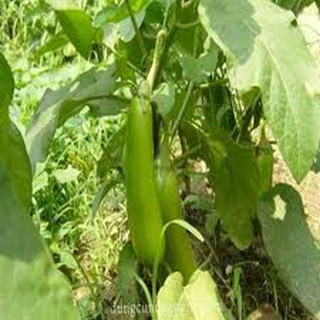 Hạt giống cà xanh lai (2G)