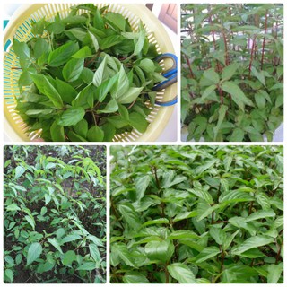 10g Hạt giống Rau Đay đỏ