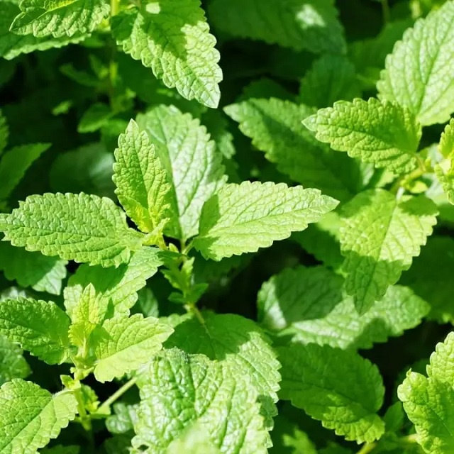 Hạt Giống Bạc Hà Mint  - Gói 100 Hạt KNS24