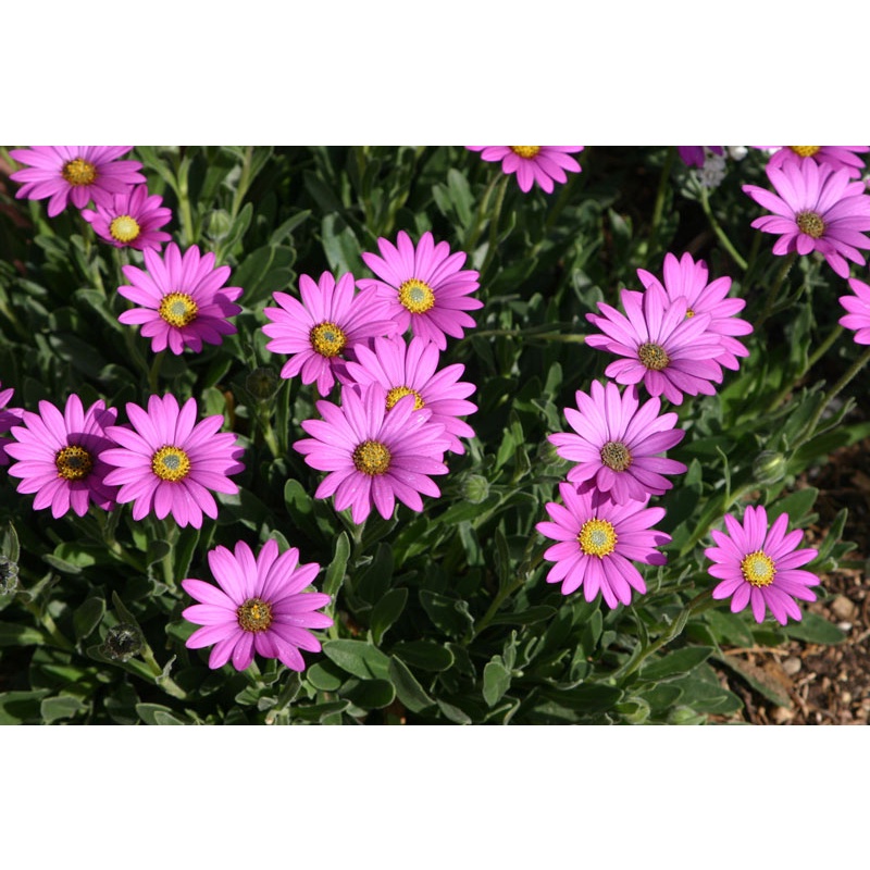 HẠT GIỐNG HOA CÚC CHÂU PHI Outsidepride African Daisy Mix