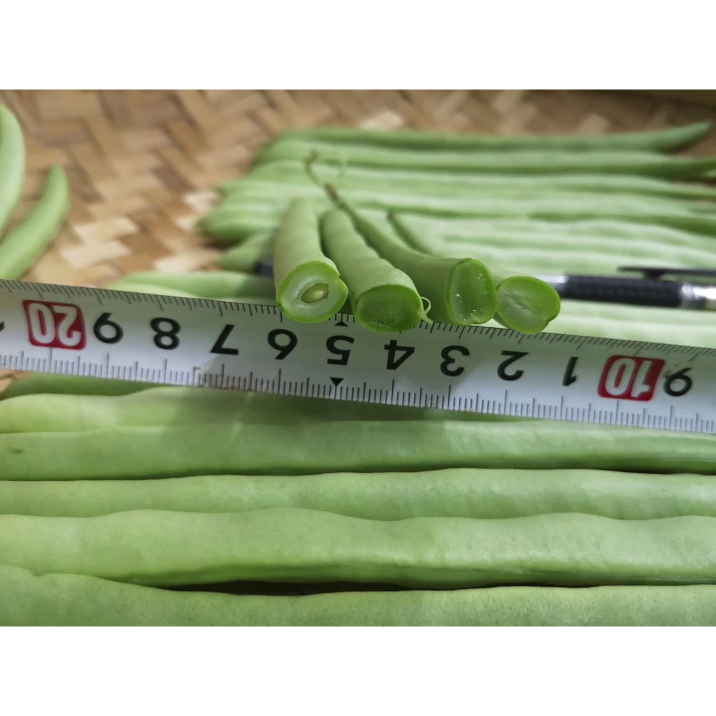 Hạt giống Đậu cove  cao sản VA.888 hạt đen hoa tím 20g, 50g, 100g