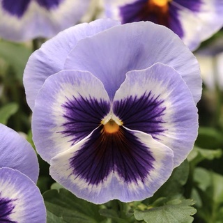 Hạt giống hoa Pansy Ocean Blue