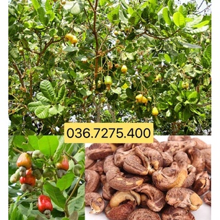 HẠT ĐIỀU RANG MUỐI