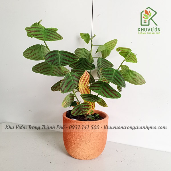 Chậu cây bướm xuân - Đã bao gồm chậu (chỉ giao hỏa tốc)