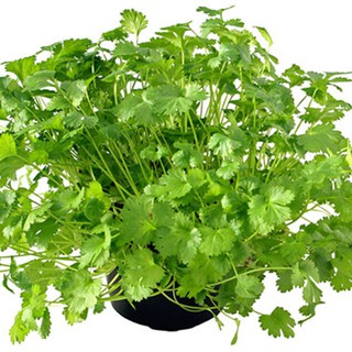 20GR -HẠT GIỐNG RAU NGÒ