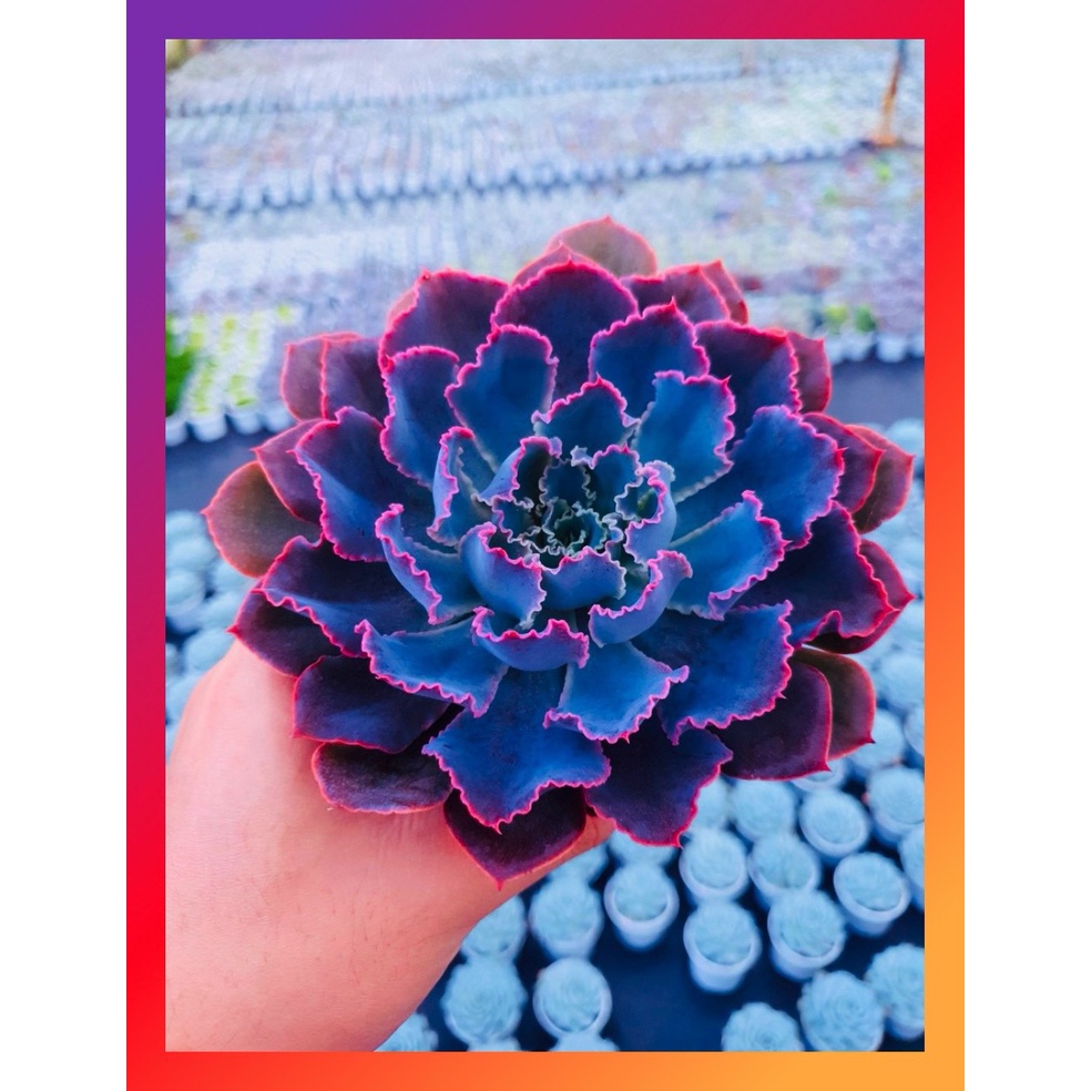 Sen đá bắp cải aurora purple SONDA GARDEN size trung bình 10-12cm, xuất xứ Đà Lạt, khoẻ đẹp, lỗi 1 đổi 1