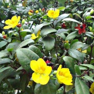 Hạt giống mai tứ quý