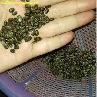 100 hạt giống hoa đậu biếc kép