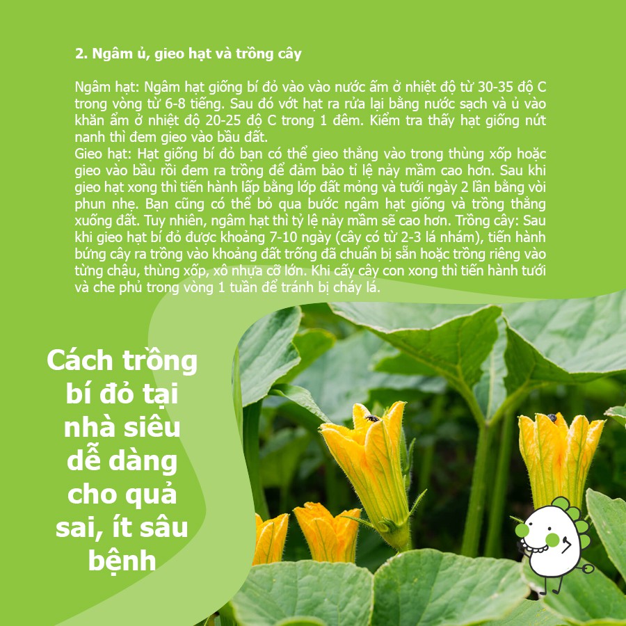 Hạt Giống Bí Đỏ Hồ Lô