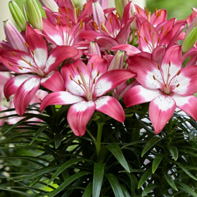 Củ Hoa Ly Lùn Trồng Tết