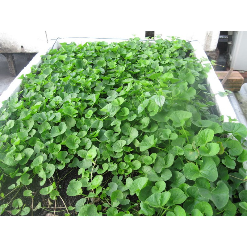 Hạt giống rau má lá to rado 157