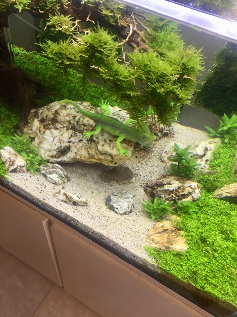 Bể cá Cây bonsai suối nước