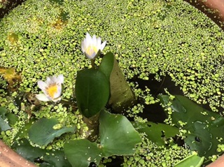 Cây hoa súng giống