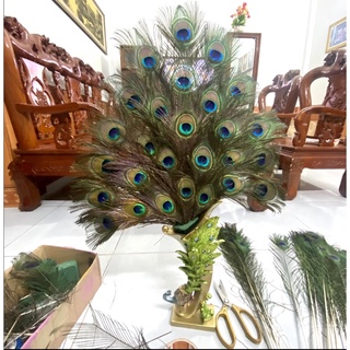 Combo Bình lông công 26-30-36 cành lông công đẹp