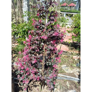 Cây hồng phụng hoa đỏ rực