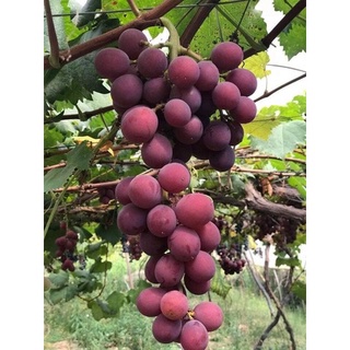 Cây giống nho tím pháp