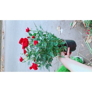 Hoa Hồng Đỏ Nhiều Bông