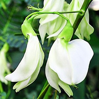 Hạt Giống Bông So Đũa (2g)