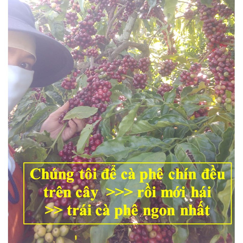 1Kg Cà phê nguyên chất ROBUSTA Buôn Ma Thuột Đắk Lắk - Ca phe hat nguyen chat