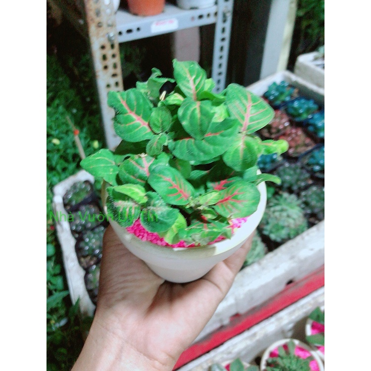 Chậu Cây Lá May Mắn Gân Đỏ