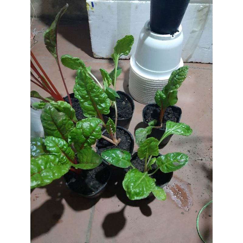 Combo cây giống rau