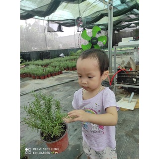 cây hương thảo (rosemary) gia vị