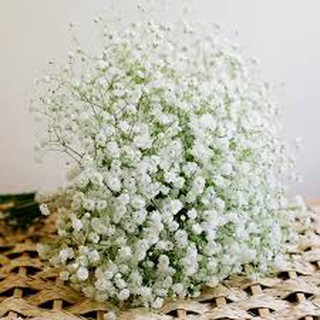 Hạt giống hoa baby trắng 100 hạt