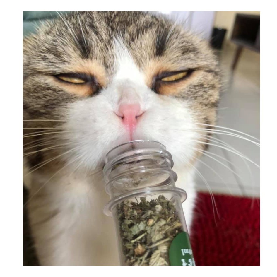 CỎ MÈO BẠC HÀ (Catnip)-TRỊ BÚI LÔNG VÀ TẠO HỨNG THÚ CHO MÈO-Bun's Pet House