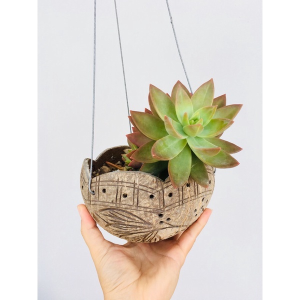 COMBO 5 GÁO DỪA TREO MIỆNG LƯỢN TRỒNG LAN CÂY CẢNH, SEN ĐÁ.... MAYHONG GARDEN