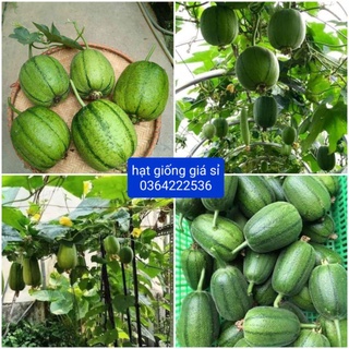 1 gam hạt giống mướp táo mỹ nhân nhập khẩu 💥Thơm Ngon Mới Lạ💥 rất dễ trồng sai trái
