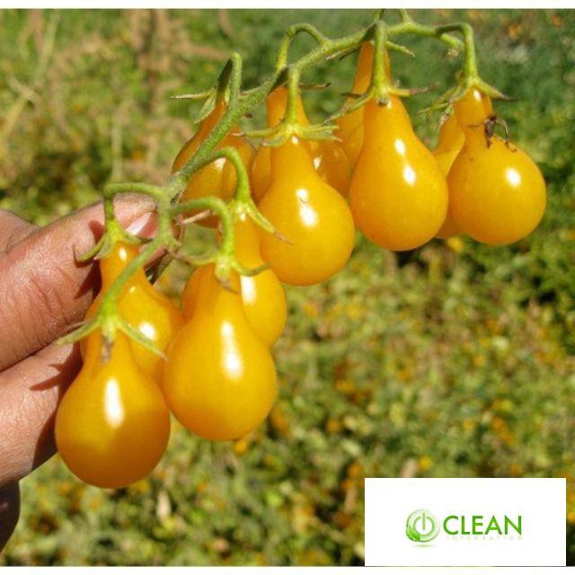 Hạt Giống Cà Chua Lê Vàng - 30 Hạt