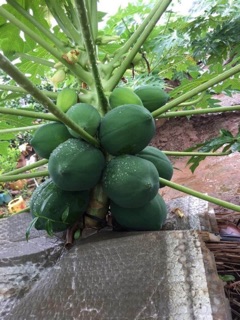 Combo 3 cây du đủ thái